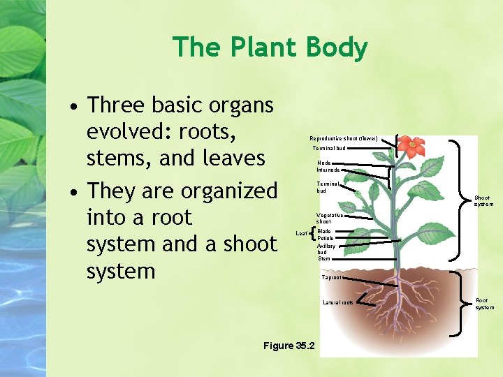 The Plant Body • Three basic organs evolved: roots, stems, and leaves • They
