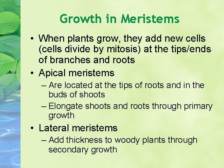 Growth in Meristems • When plants grow, they add new cells (cells divide by