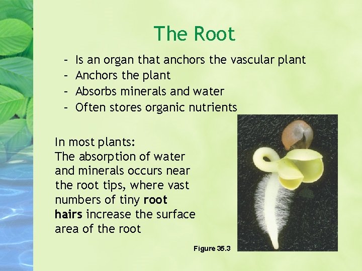 The Root – – Is an organ that anchors the vascular plant Anchors the