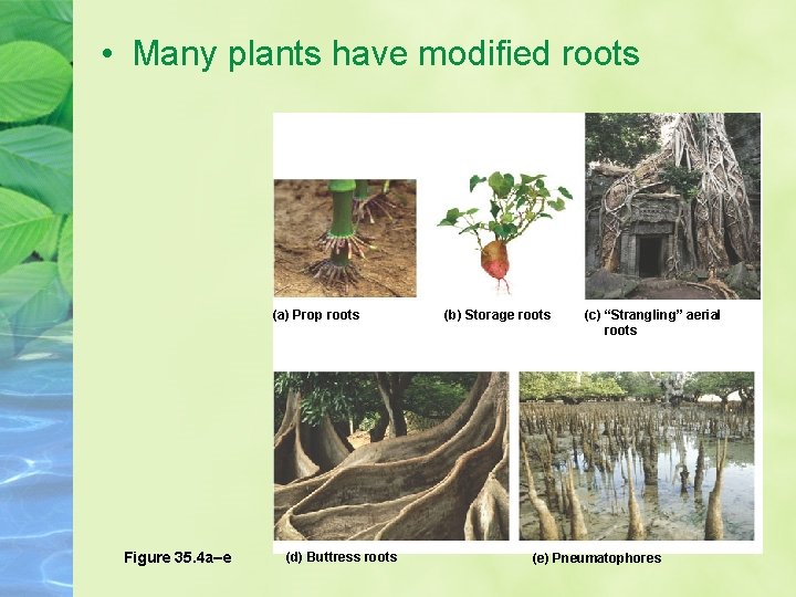  • Many plants have modified roots (a) Prop roots Figure 35. 4 a–e