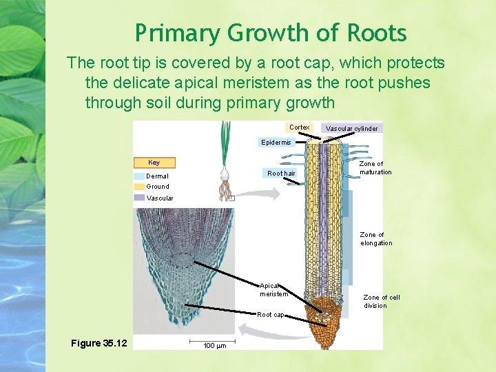 Primary Growth of Roots The root tip is covered by a root cap, which