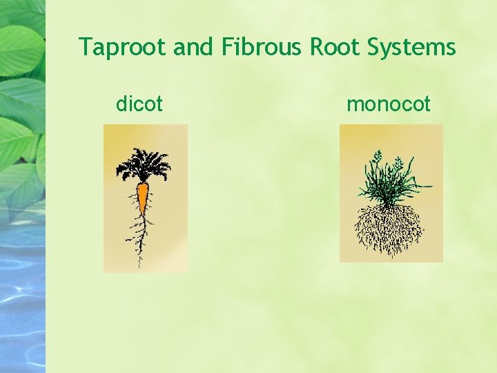 Taproot and Fibrous Root Systems dicot monocot 