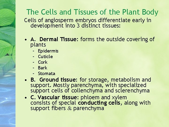 The Cells and Tissues of the Plant Body Cells of angiosperm embryos differentiate early