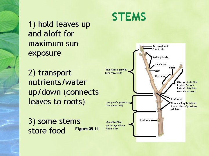 1) hold leaves up and aloft for maximum sun exposure STEMS Terminal bud Bud