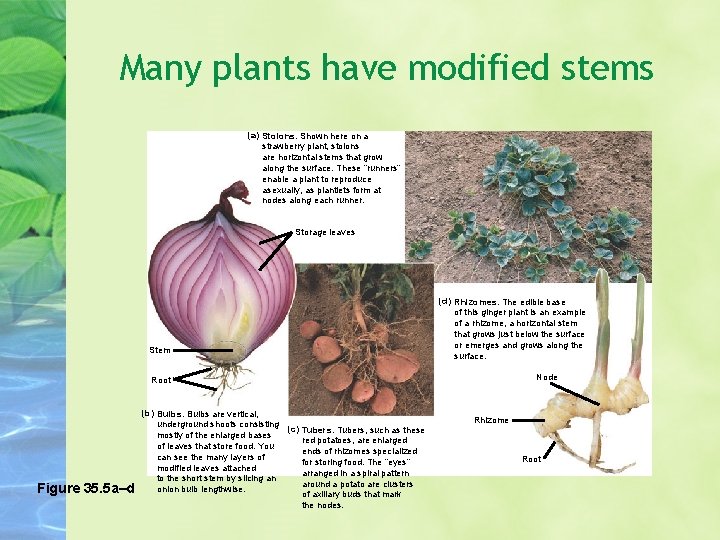 Many plants have modified stems (a) Stolons. Shown here on a strawberry plant, stolons