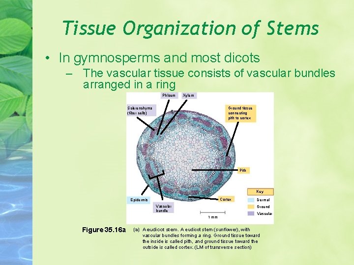 Tissue Organization of Stems • In gymnosperms and most dicots – The vascular tissue