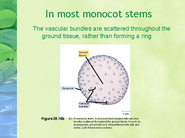 In most monocot stems The vascular bundles are scattered throughout the ground tissue, rather