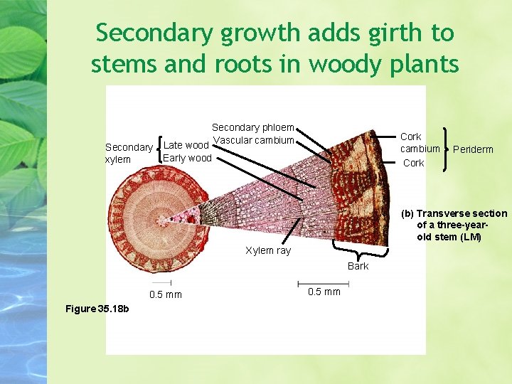 Secondary growth adds girth to stems and roots in woody plants Secondary phloem Vascular