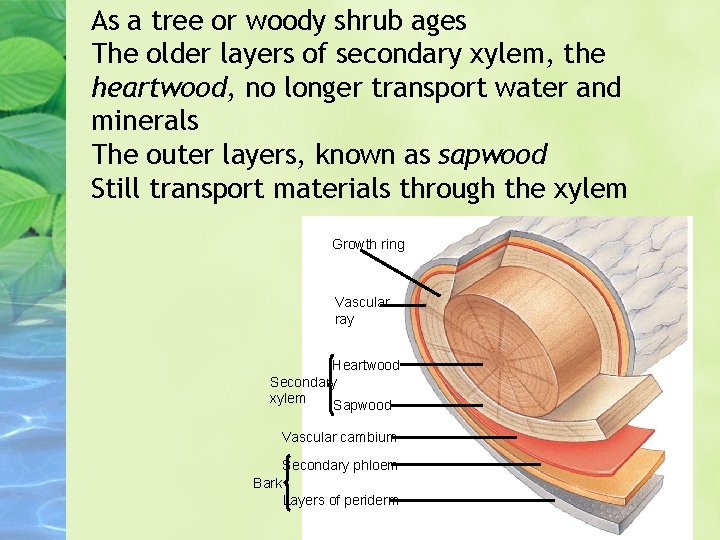 As a tree or woody shrub ages The older layers of secondary xylem, the