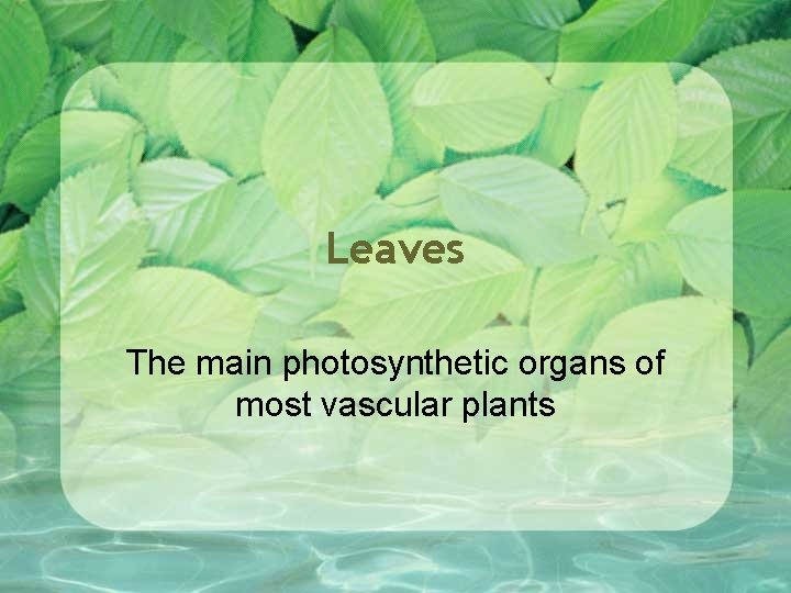 Leaves The main photosynthetic organs of most vascular plants 