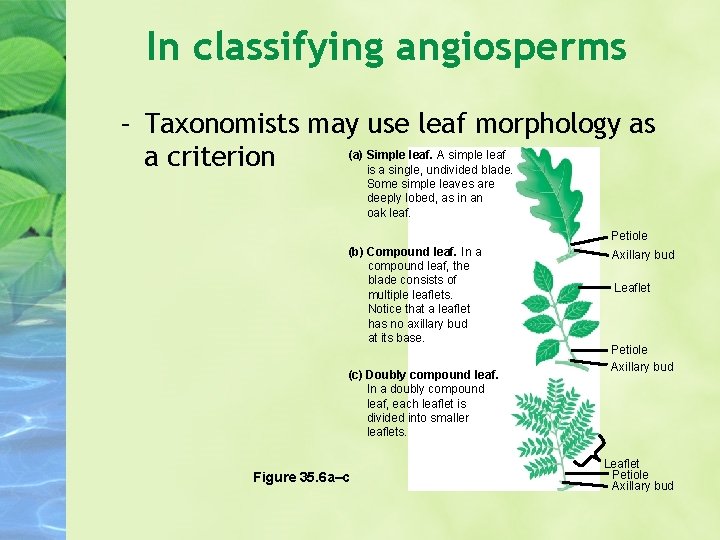 In classifying angiosperms – Taxonomists may use leaf morphology as (a) Simple leaf. A
