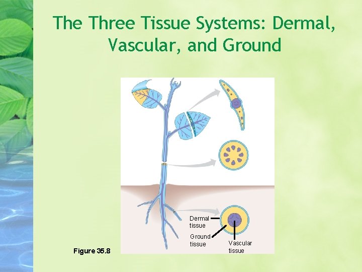 The Three Tissue Systems: Dermal, Vascular, and Ground Dermal tissue Figure 35. 8 Ground