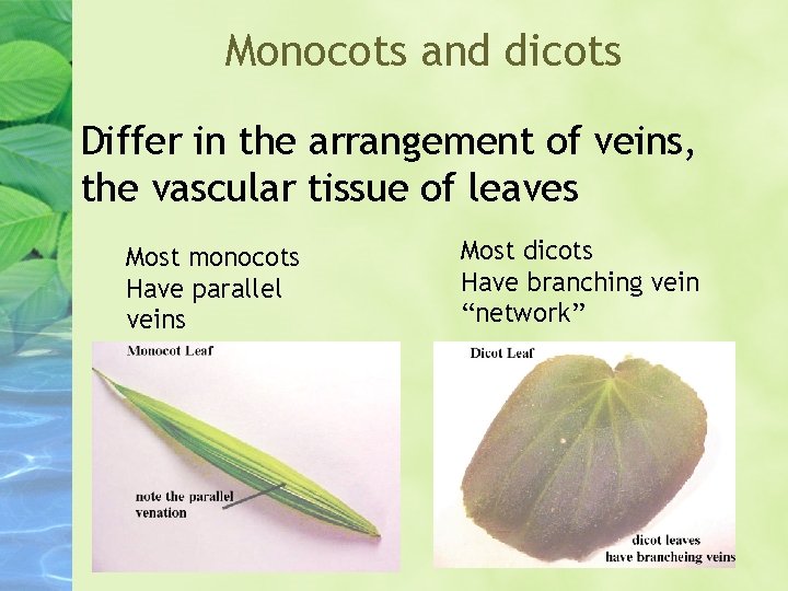 Monocots and dicots Differ in the arrangement of veins, the vascular tissue of leaves