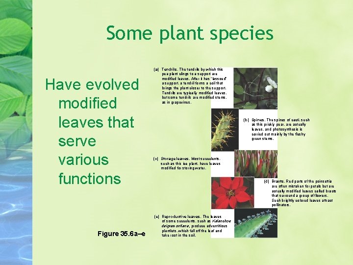 Some plant species Have evolved modified leaves that serve various functions Figure 35. 6