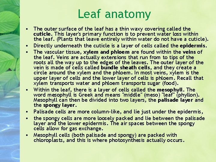 Leaf anatomy • The outer surface of the leaf has a thin waxy covering