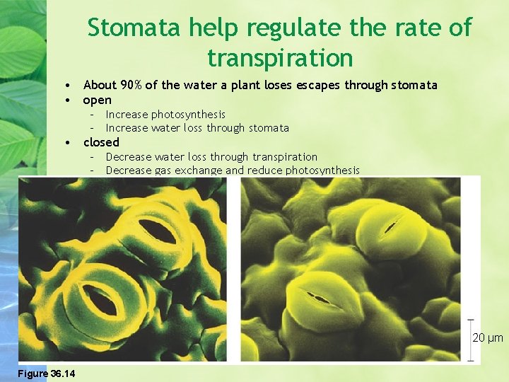 Stomata help regulate the rate of transpiration • About 90% of the water a