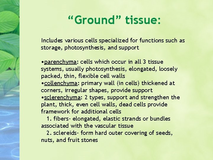 “Ground” tissue: Includes various cells specialized for functions such as storage, photosynthesis, and support