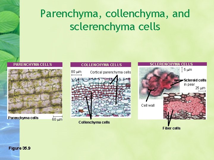 Parenchyma, collenchyma, and sclerenchyma cells PARENCHYMA CELLS COLLENCHYMA CELLS 80 m Cortical parenchyma cells
