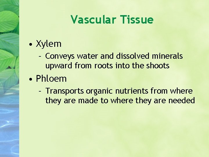 Vascular Tissue • Xylem – Conveys water and dissolved minerals upward from roots into