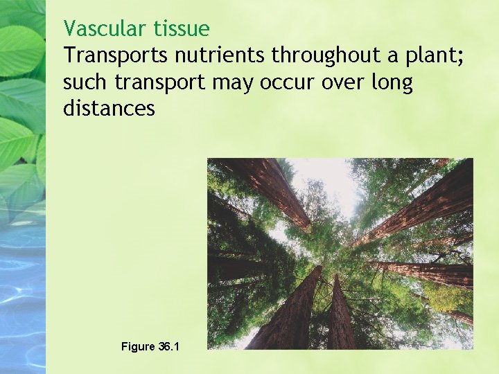 Vascular tissue Transports nutrients throughout a plant; such transport may occur over long distances