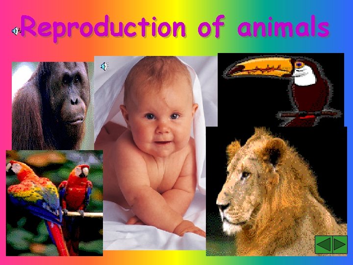 Reproduction of animals 