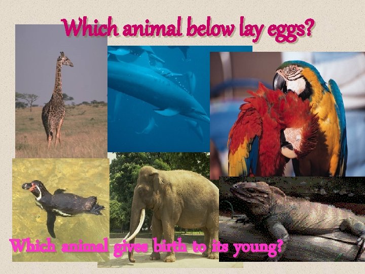 Which animal below lay eggs? Which animal gives birth to its young? 