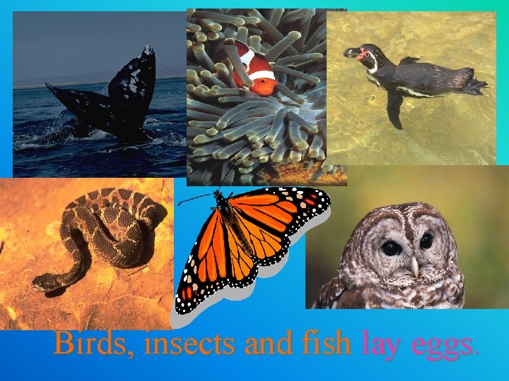 Birds, insects and fish lay eggs. 