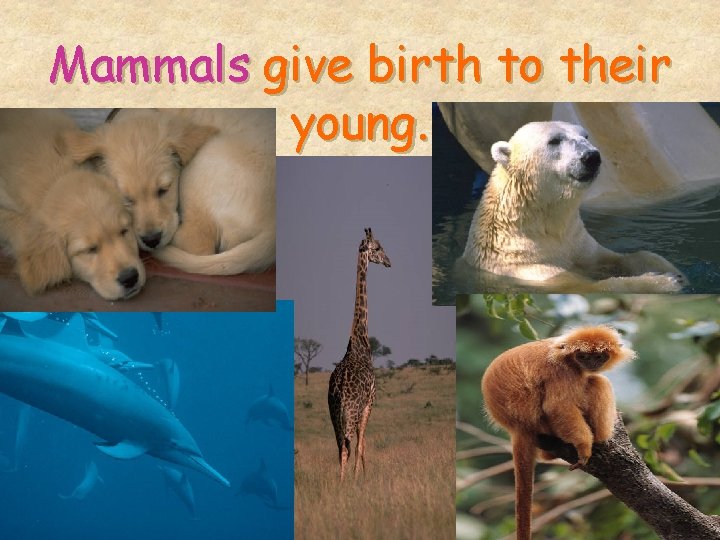 Mammals give birth to their young. 