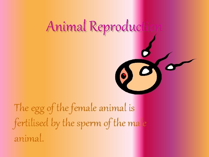 Animal Reproduction The egg of the female animal is fertilised by the sperm of
