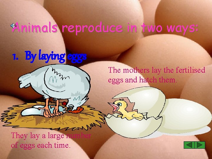 Animals reproduce in two ways: 1. By laying eggs The mothers lay the fertilised