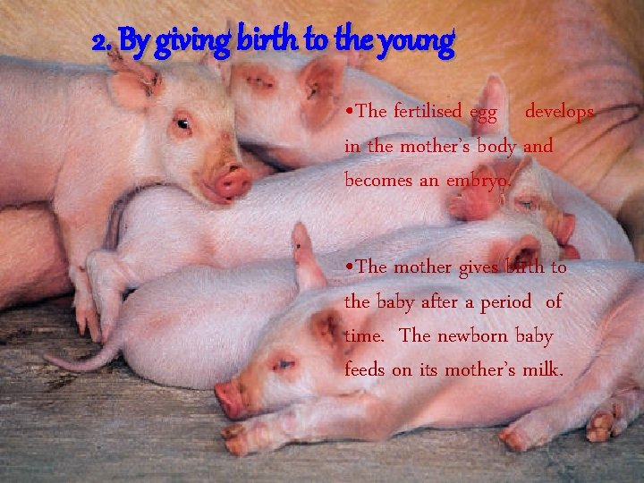 2. By giving birth to the young • The fertilised egg develops in the