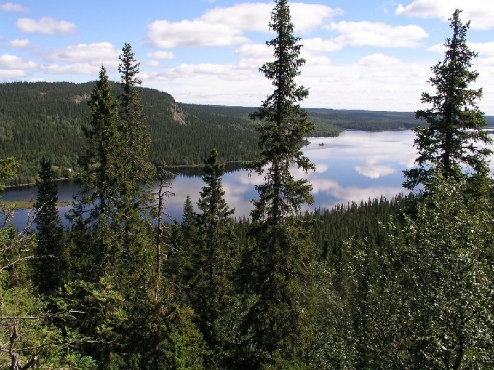 TYPY KRAJÍN • najväčšiu časť krajiny zaberajú ihličnaté lesy (tajga) a tundra 