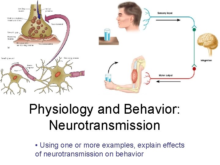 Physiology and Behavior: Neurotransmission • Using one or more examples, explain effects of neurotransmission