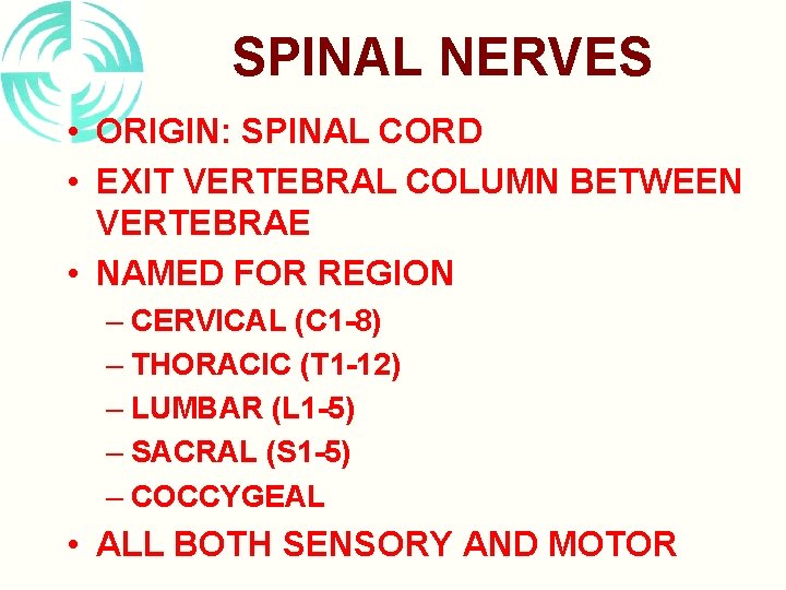 SPINAL NERVES • ORIGIN: SPINAL CORD • EXIT VERTEBRAL COLUMN BETWEEN VERTEBRAE • NAMED SPINAL NERVES • ORIGIN: SPINAL CORD • EXIT VERTEBRAL COLUMN BETWEEN VERTEBRAE • NAMED