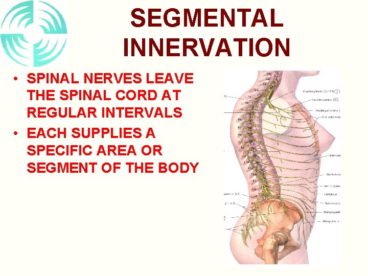 SEGMENTAL INNERVATION • SPINAL NERVES LEAVE THE SPINAL CORD AT REGULAR INTERVALS • EACH