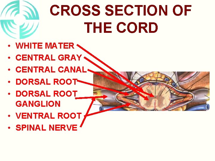 CROSS SECTION OF THE CORD • • • WHITE MATER CENTRAL GRAY CENTRAL CANAL