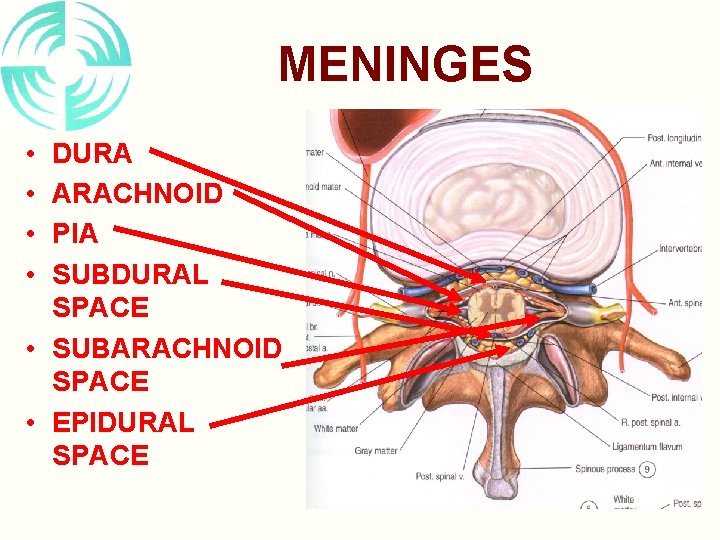 MENINGES • • DURA ARACHNOID PIA SUBDURAL SPACE • SUBARACHNOID SPACE • EPIDURAL SPACE