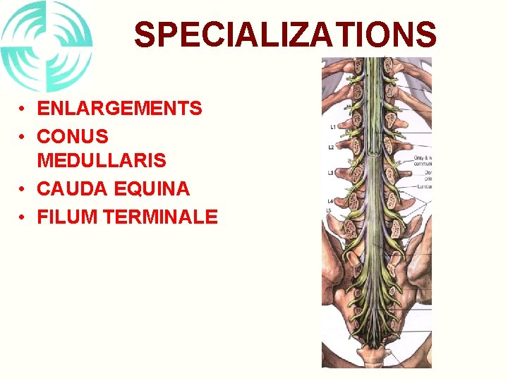 SPECIALIZATIONS • ENLARGEMENTS • CONUS MEDULLARIS • CAUDA EQUINA • FILUM TERMINALE 