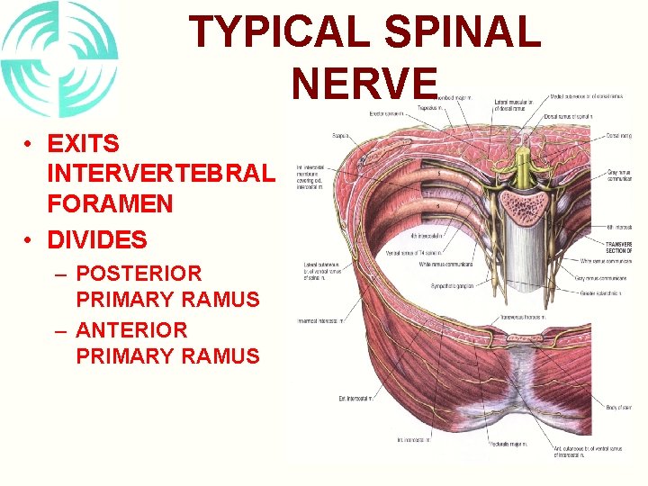 TYPICAL SPINAL NERVE • EXITS INTERVERTEBRAL FORAMEN • DIVIDES – POSTERIOR PRIMARY RAMUS –