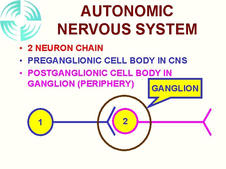 AUTONOMIC NERVOUS SYSTEM • 2 NEURON CHAIN • PREGANGLIONIC CELL BODY IN CNS •