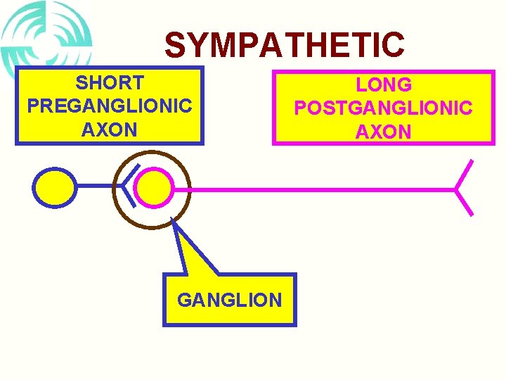 SYMPATHETIC SHORT PREGANGLIONIC AXON GANGLION LONG POSTGANGLIONIC AXON 