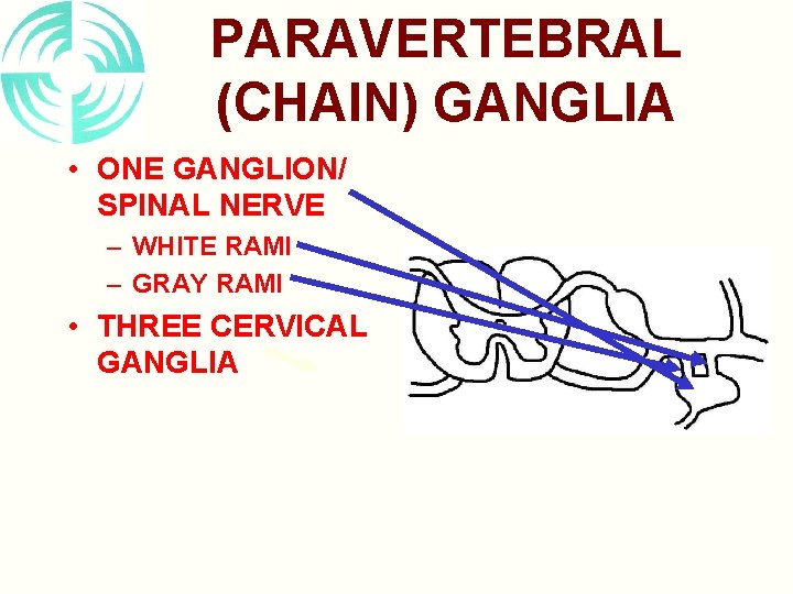 PARAVERTEBRAL (CHAIN) GANGLIA • ONE GANGLION/ SPINAL NERVE – WHITE RAMI – GRAY RAMI