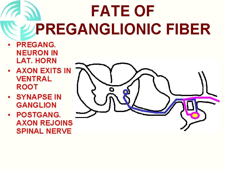 FATE OF PREGANGLIONIC FIBER • PREGANG. NEURON IN LAT. HORN • AXON EXITS IN