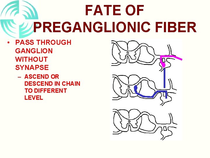 FATE OF PREGANGLIONIC FIBER • PASS THROUGH GANGLION WITHOUT SYNAPSE – ASCEND OR DESCEND