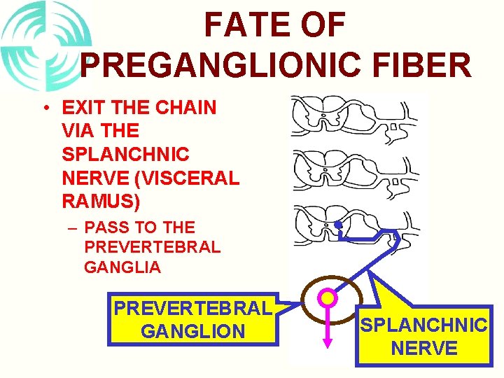 FATE OF PREGANGLIONIC FIBER • EXIT THE CHAIN VIA THE SPLANCHNIC NERVE (VISCERAL RAMUS)