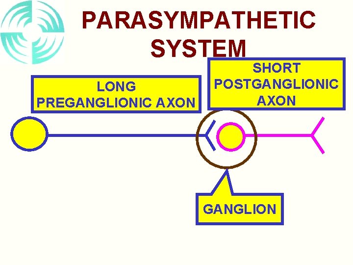 PARASYMPATHETIC SYSTEM LONG PREGANGLIONIC AXON SHORT POSTGANGLIONIC AXON GANGLION 