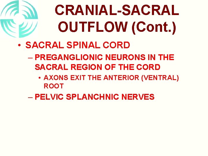 CRANIAL-SACRAL OUTFLOW (Cont. ) • SACRAL SPINAL CORD – PREGANGLIONIC NEURONS IN THE SACRAL