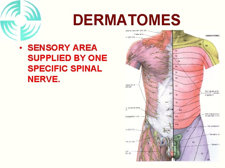 DERMATOMES • SENSORY AREA SUPPLIED BY ONE SPECIFIC SPINAL NERVE. 