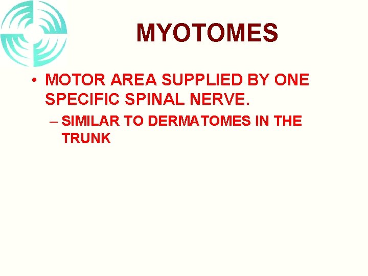 MYOTOMES • MOTOR AREA SUPPLIED BY ONE SPECIFIC SPINAL NERVE. – SIMILAR TO DERMATOMES