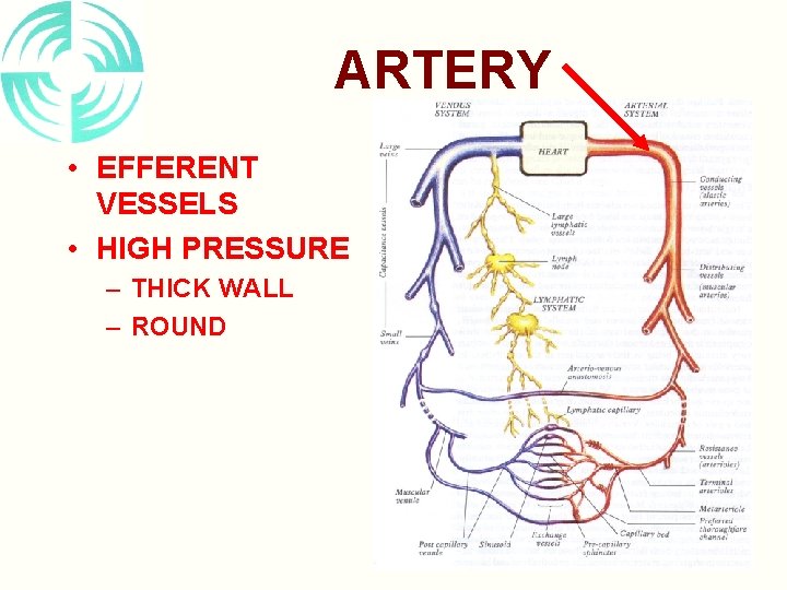 ARTERY • EFFERENT VESSELS • HIGH PRESSURE – THICK WALL – ROUND 